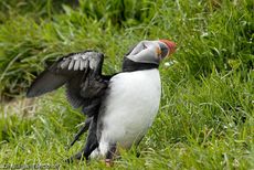 Papageitaucher (13 von 20).jpg